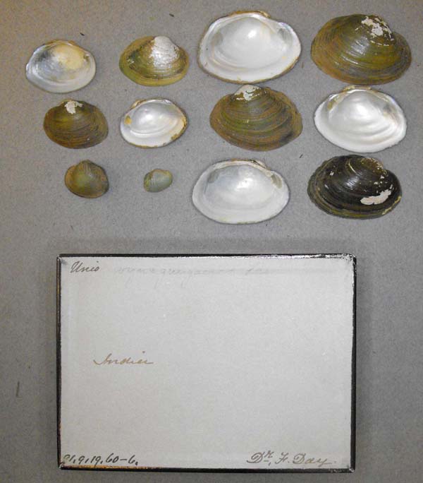 specimen