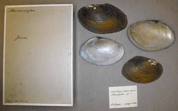 specimen