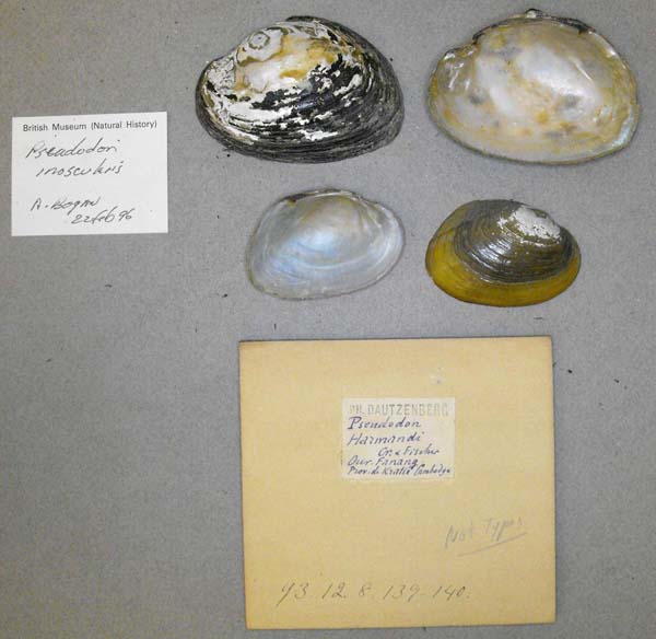 specimen