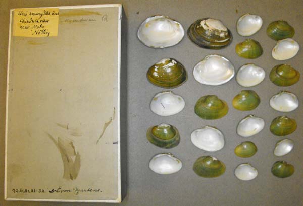 specimen