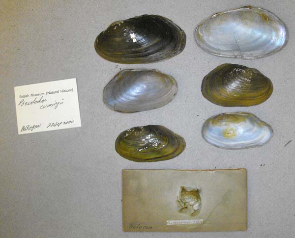 specimen