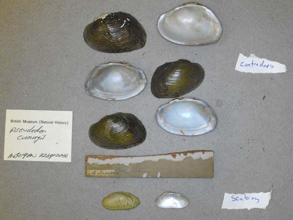 specimen