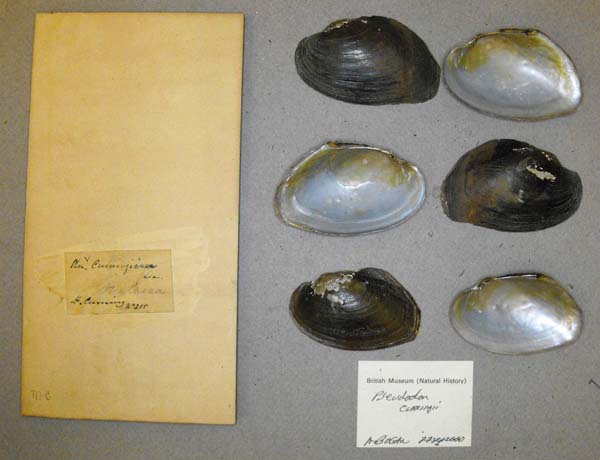 specimen