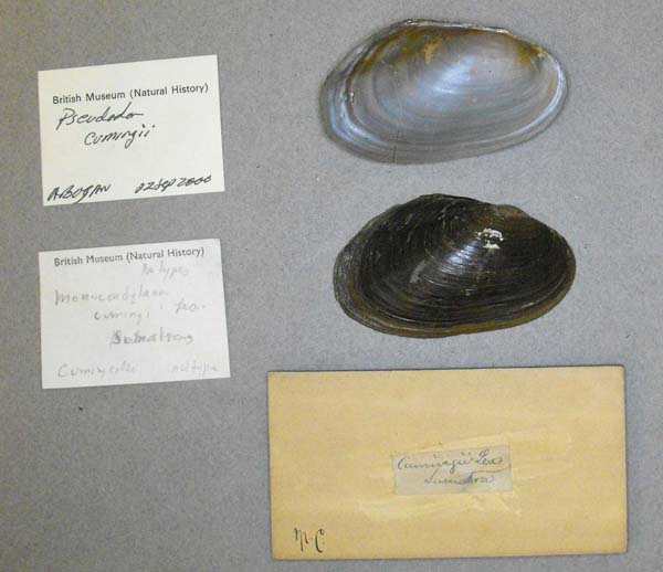specimen