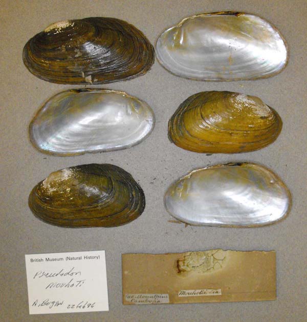 specimen