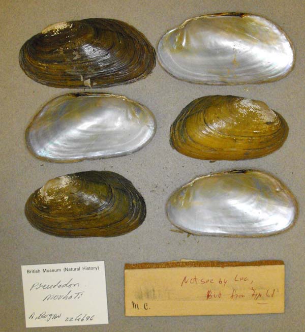 specimen