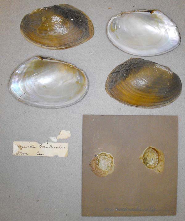 specimen