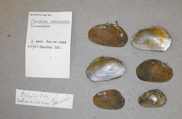 specimen