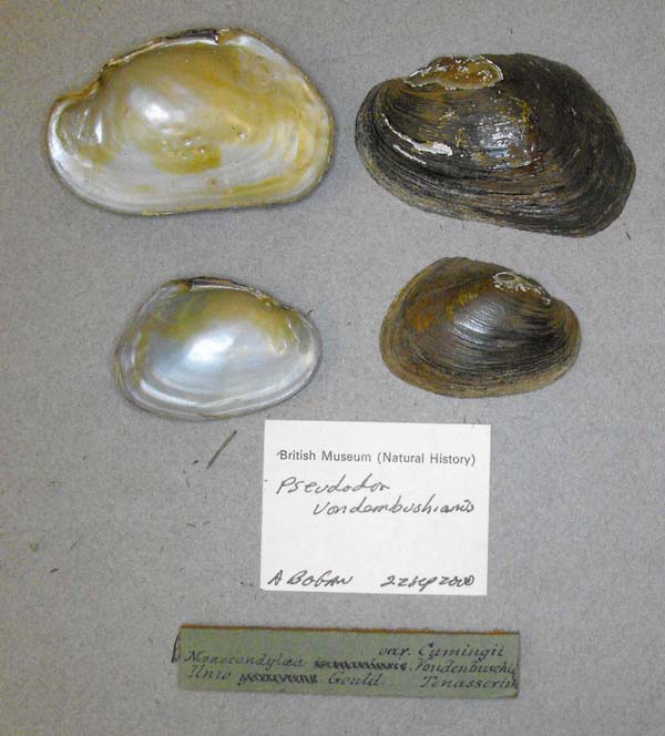 specimen