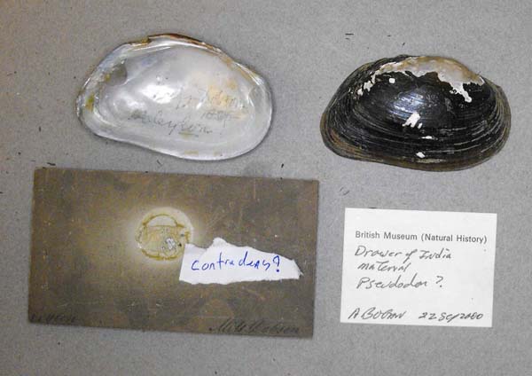 specimen