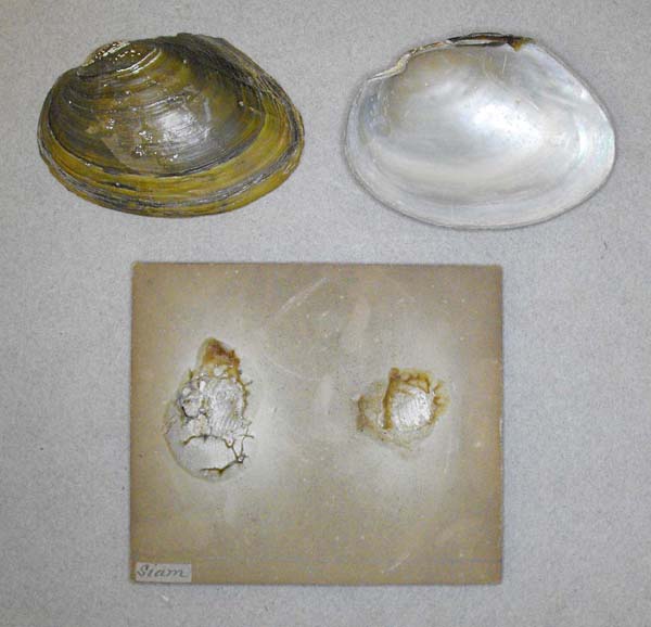 specimen