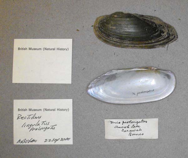 specimen