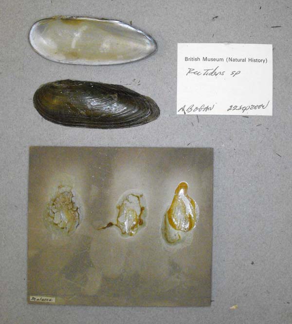 specimen