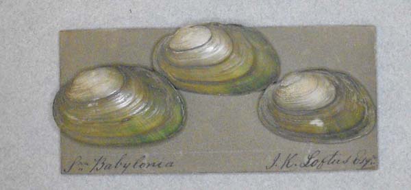 specimen