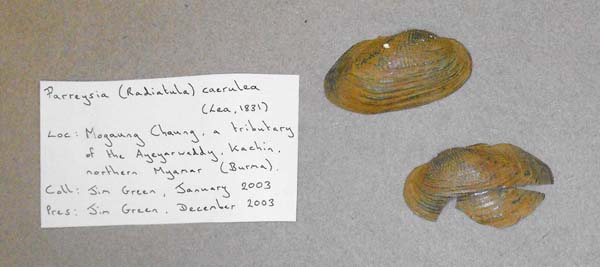 specimen