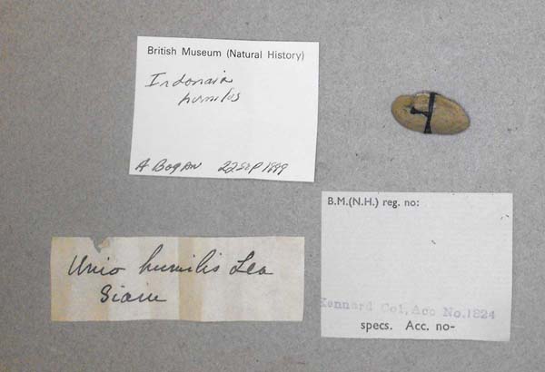 specimen