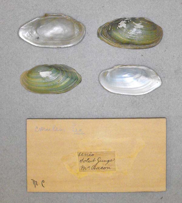 specimen