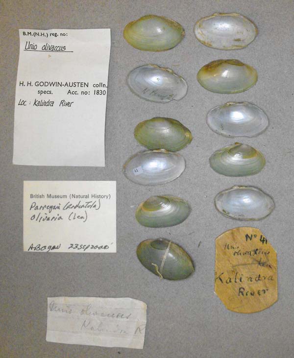 specimen