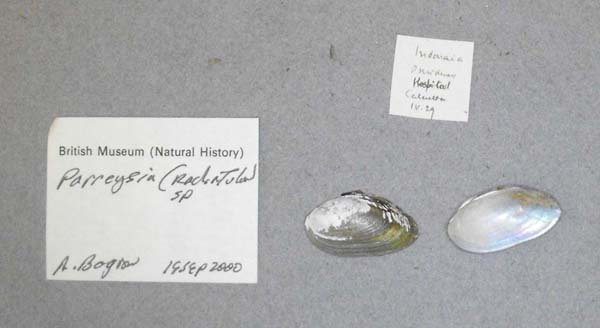 specimen