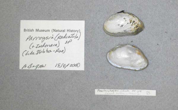 specimen