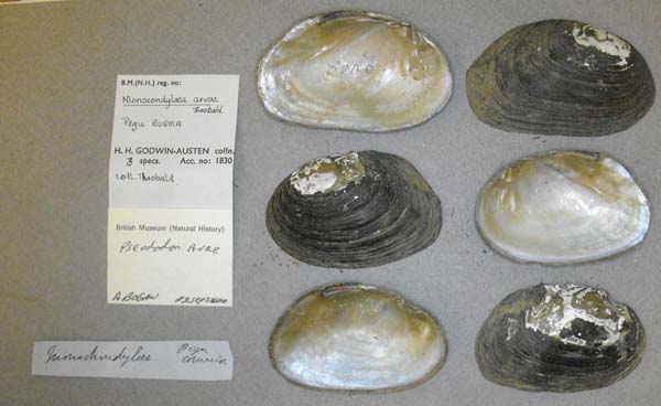 specimen