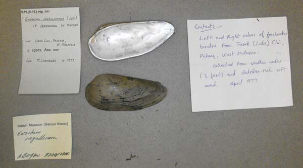 specimen