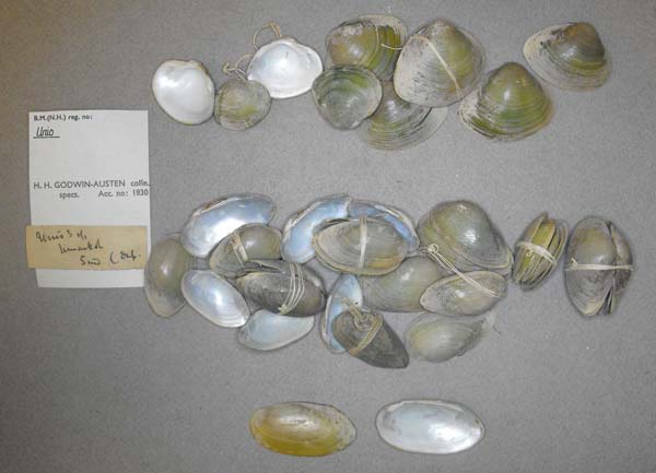 specimen