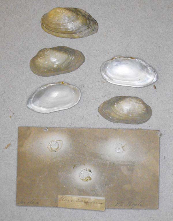 specimen