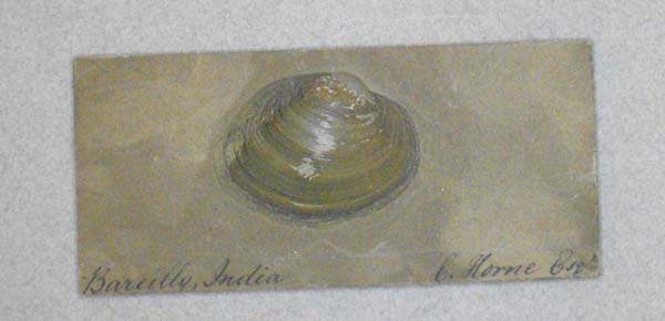 specimen