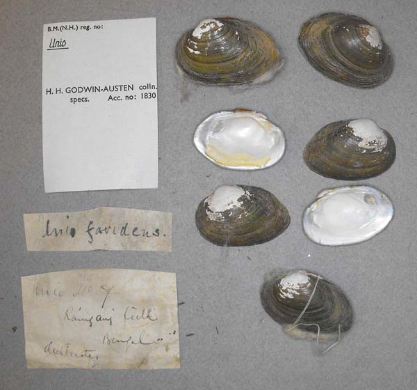 specimen