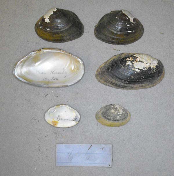 specimen