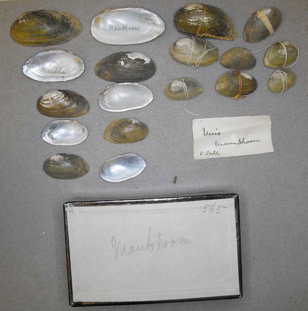 specimen