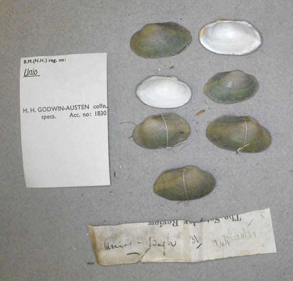 specimen