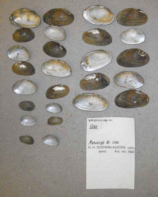specimen