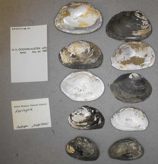 specimen