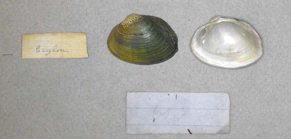 specimen