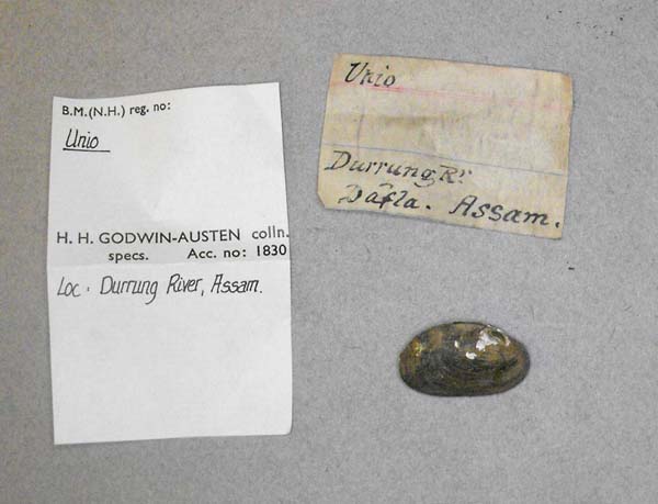 specimen