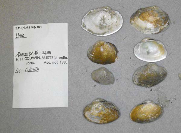 specimen