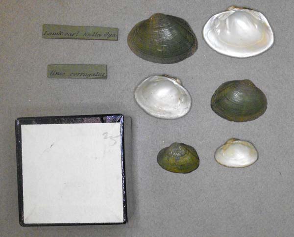 specimen