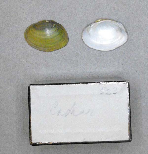 specimen