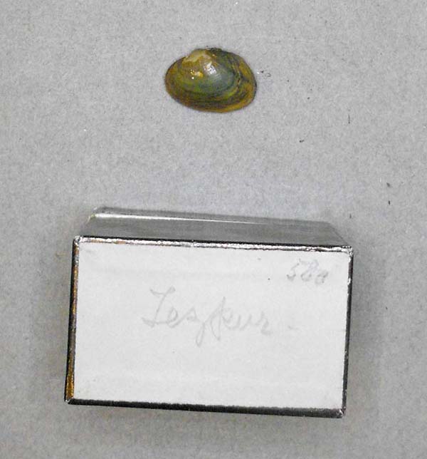 specimen