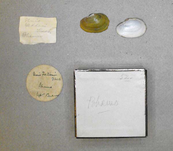 specimen