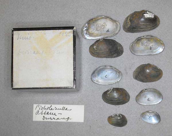 specimen