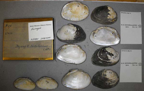specimen
