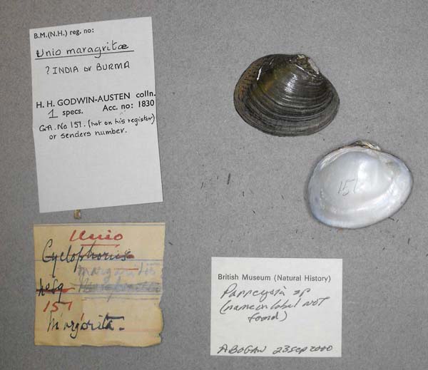 specimen