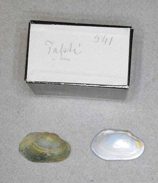 specimen