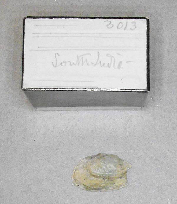 specimen