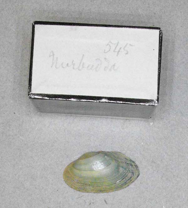 specimen