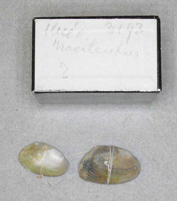 specimen
