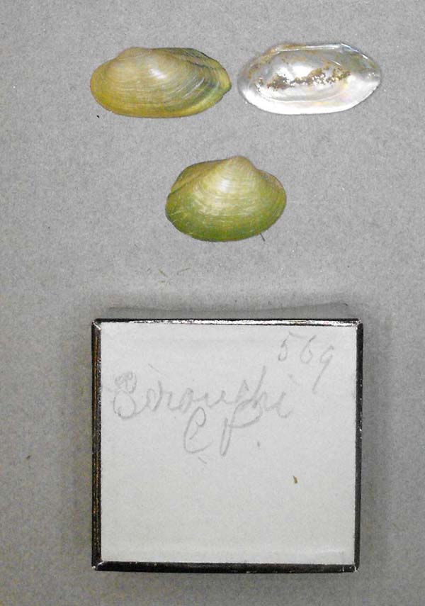 specimen
